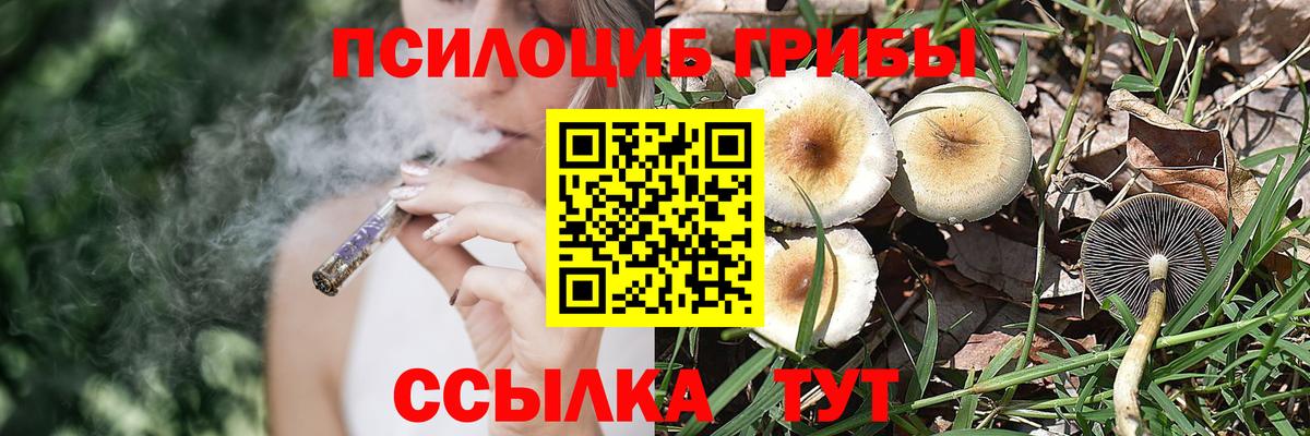 Псилоцибиновые грибы мицелий Приморско-Ахтарск